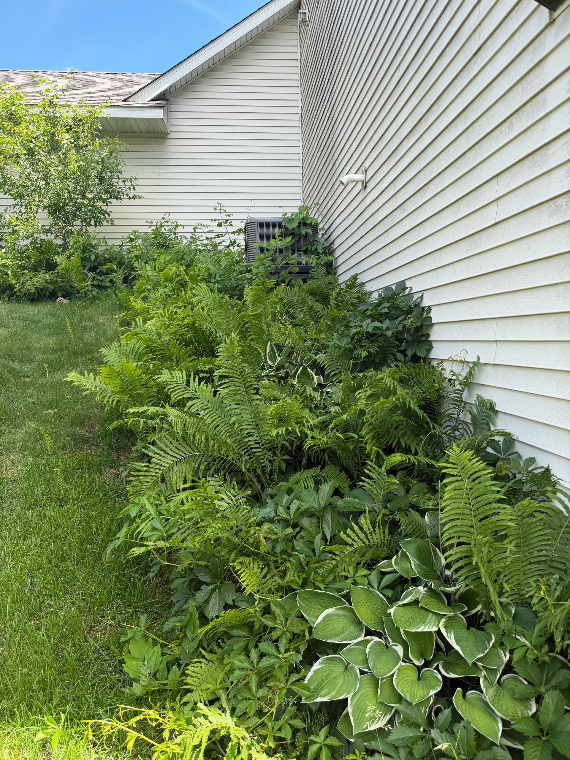Gallery photos for Overgrown Beds Cleaned Out and Rebuilt for Low-Maintenance Living: Image #3
