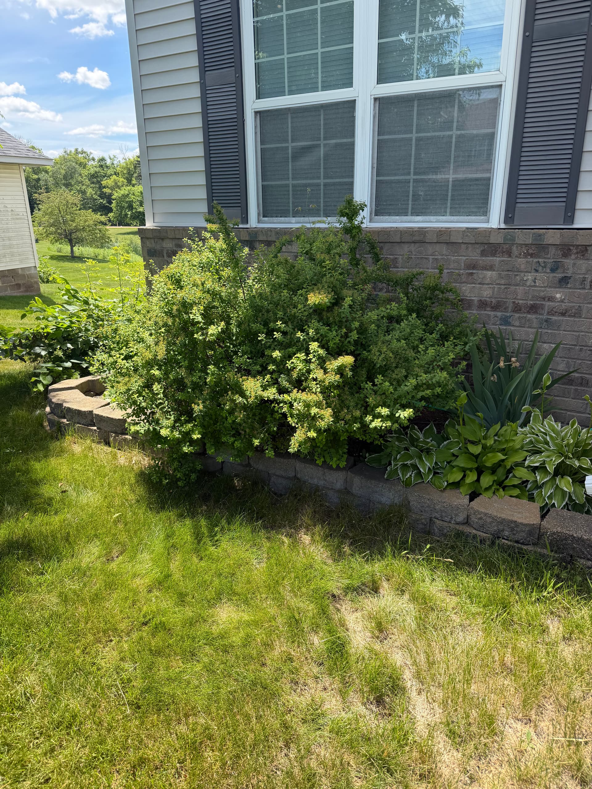 Gallery photos for Overgrown Beds Cleaned Out and Rebuilt for Low-Maintenance Living: Image #7