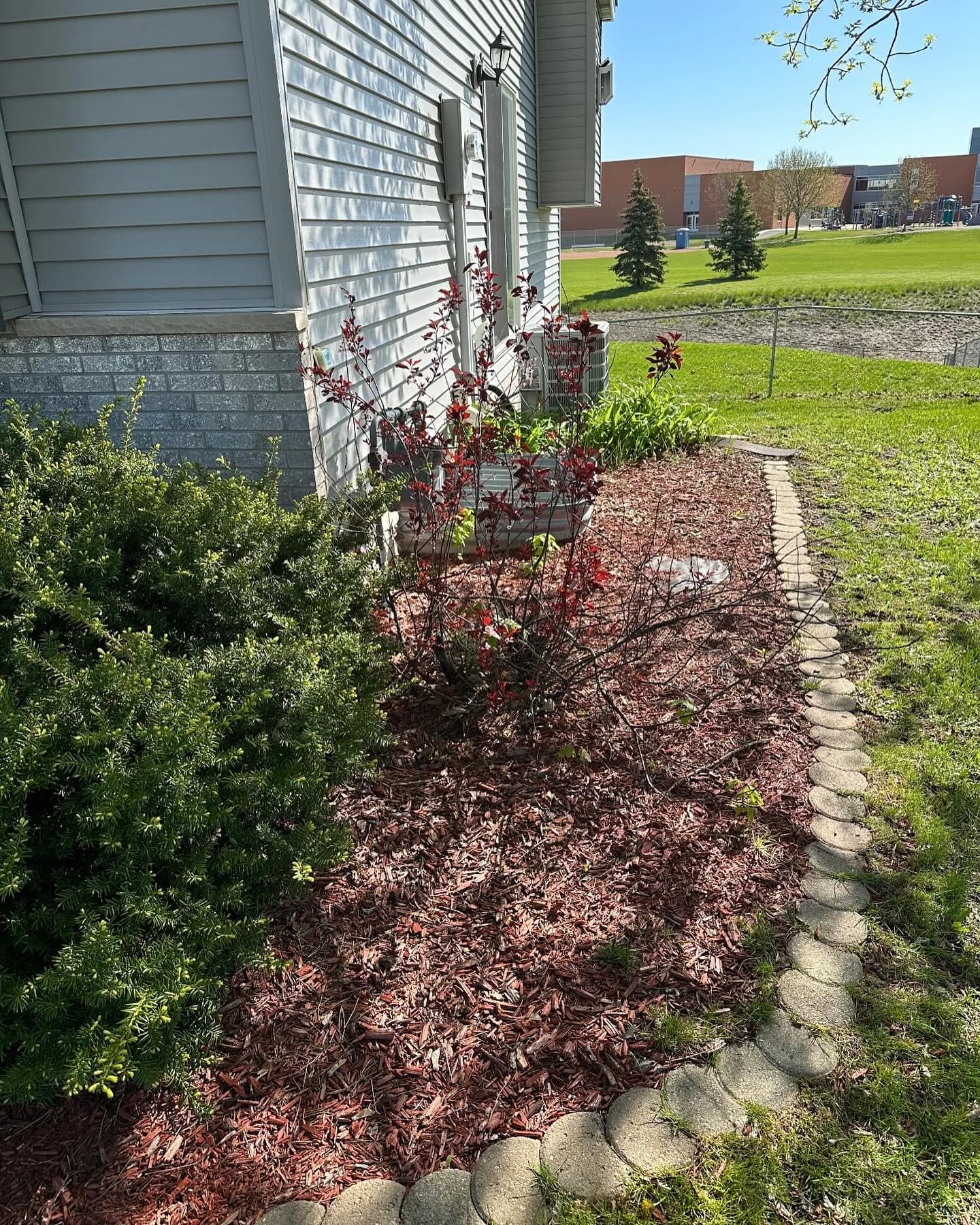 Flowering shrub with red leaves in landscaped garden with mulch and stone border.