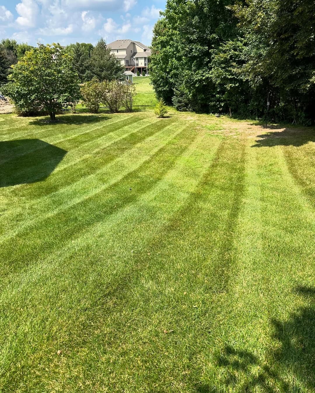 Lush green lawn with striped mowing pattern and trees, showcasing a sunny suburban landscape.