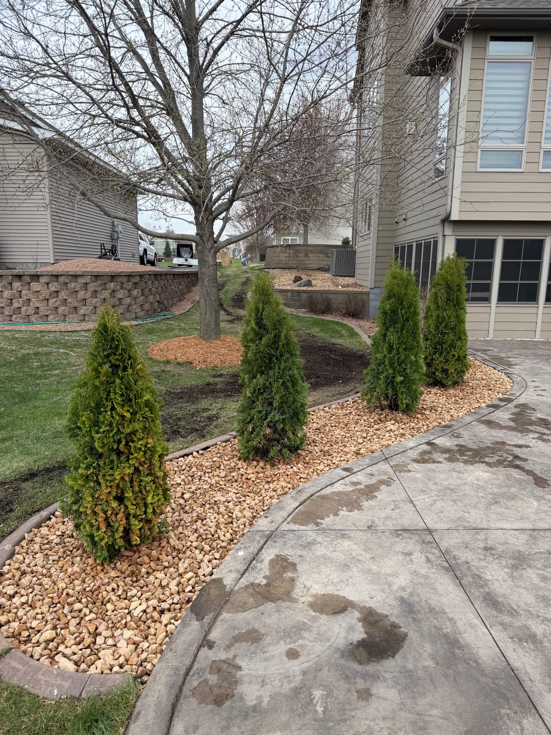 Lush evergreen shrubs lined along a landscaped gravel path beside a modern home.