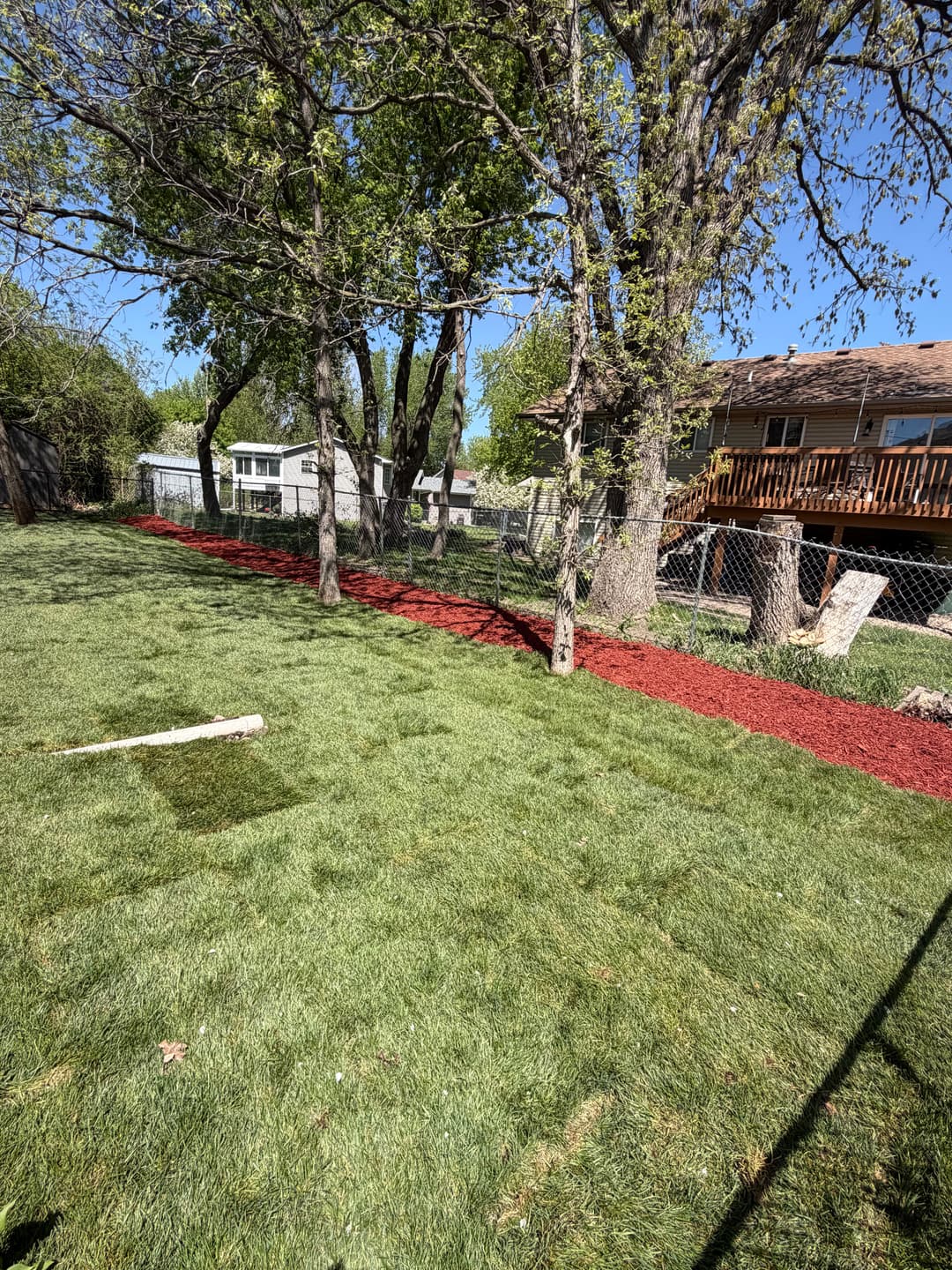 Lush green lawn with red mulch pathway between trees and a house in a sunny backyard setting.
