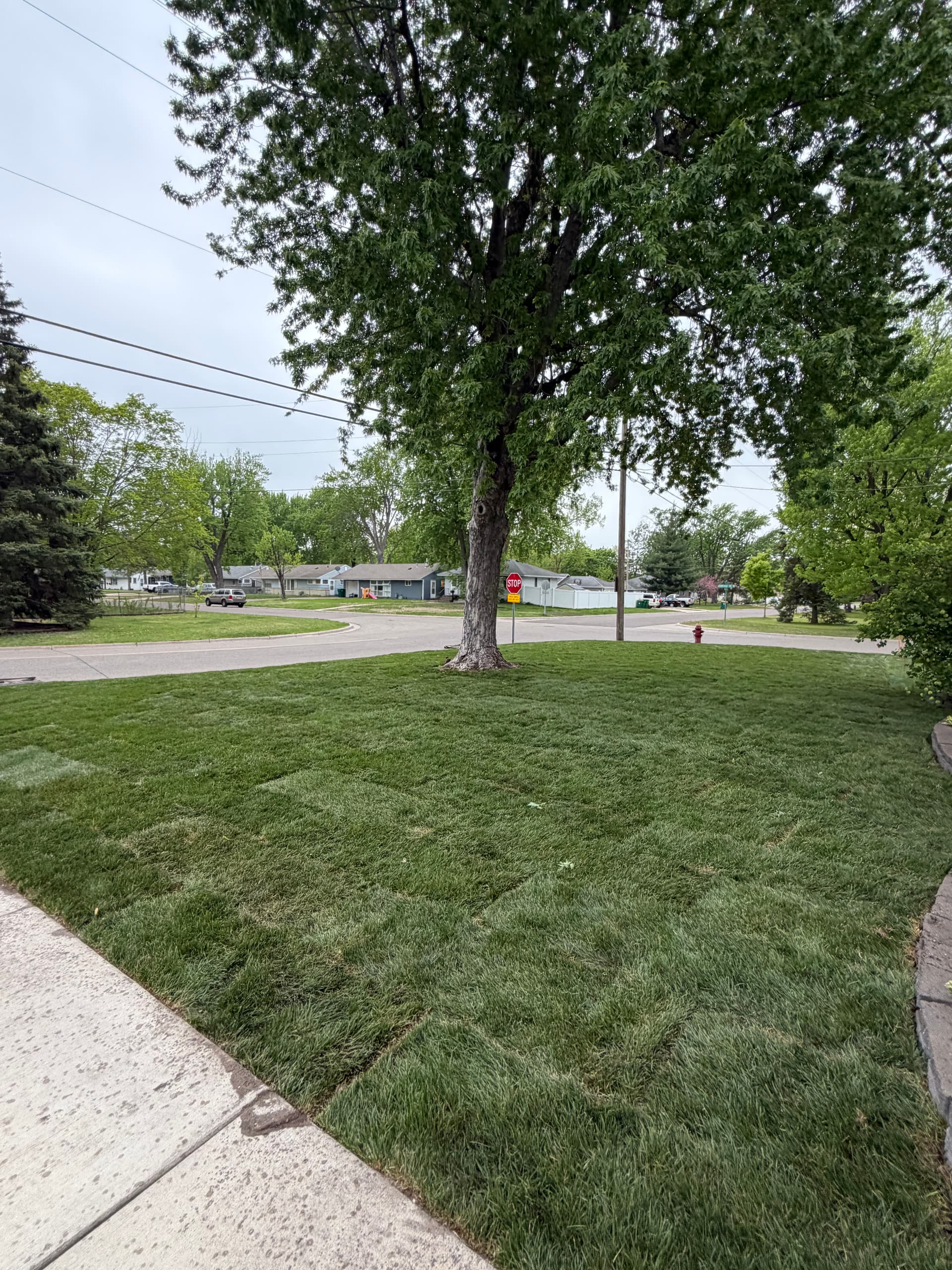 Gallery photos for Full Yard Restoration and Sod Install in Wright County: Image #1