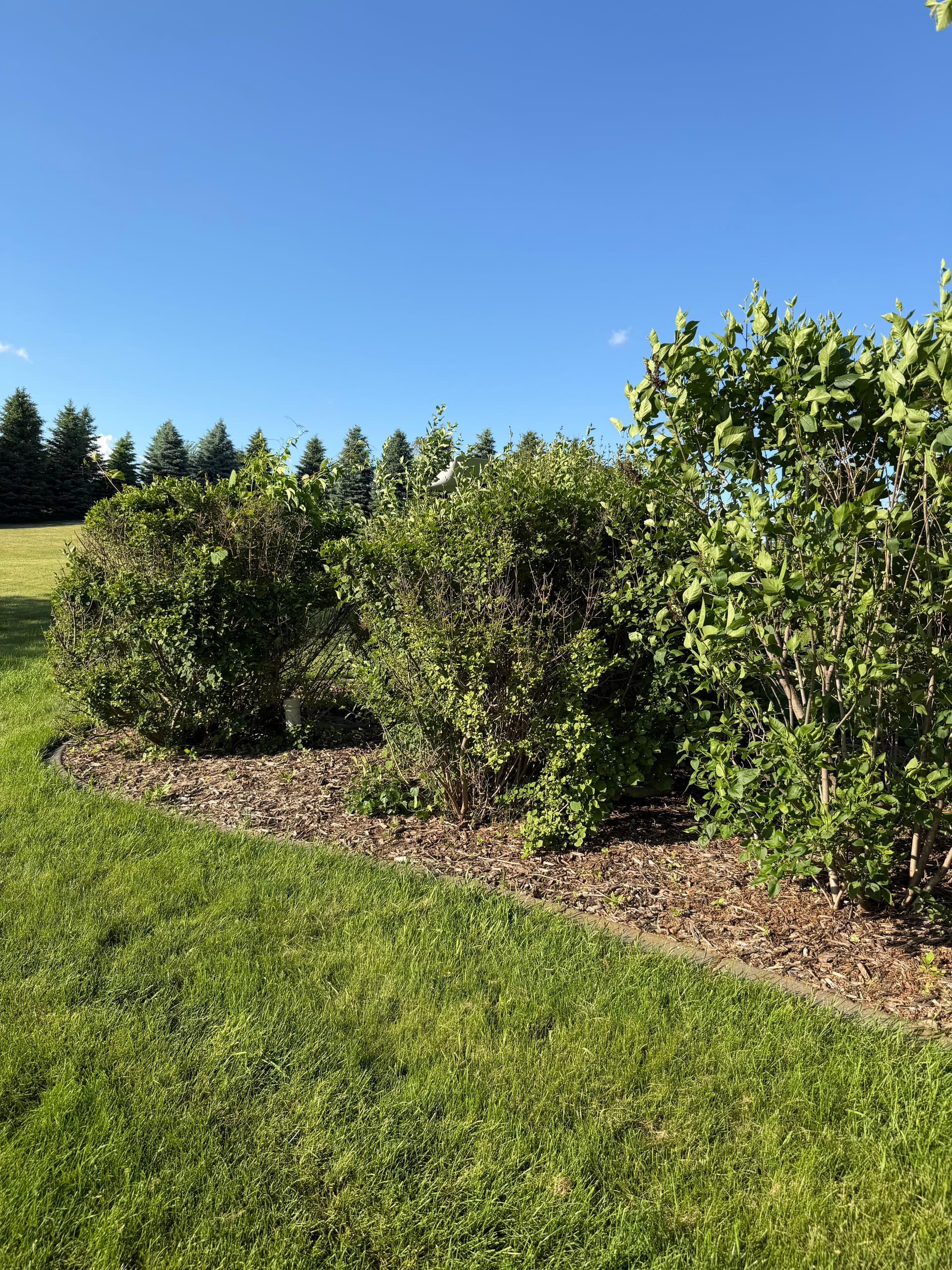 Gallery photos for Fresh Mulch and Shrub Trimming Makes a Big Difference: Image #1