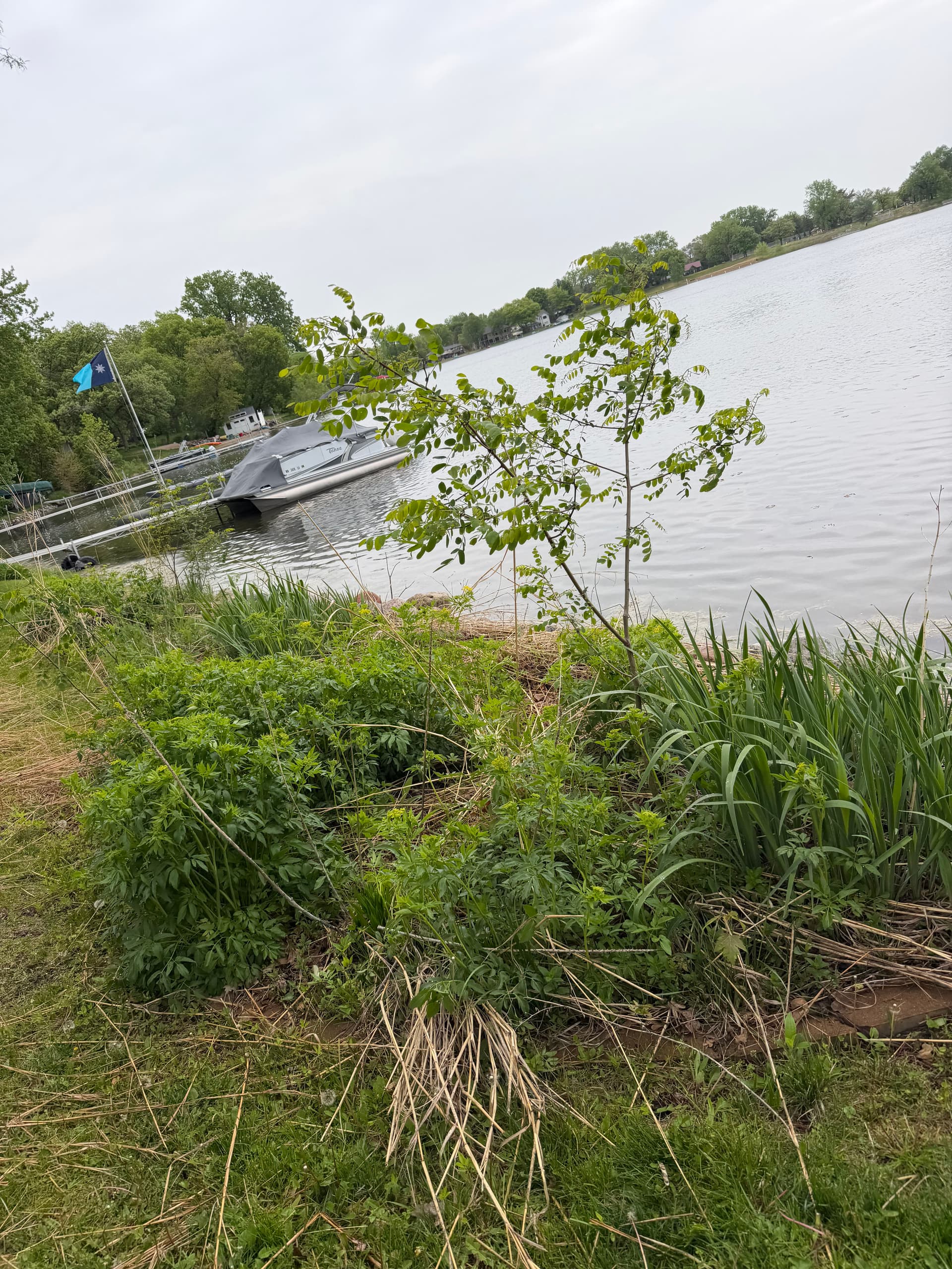 Gallery photos for Wright County Lakefront Landscaping and Shoreline Cleanup: Image #3
