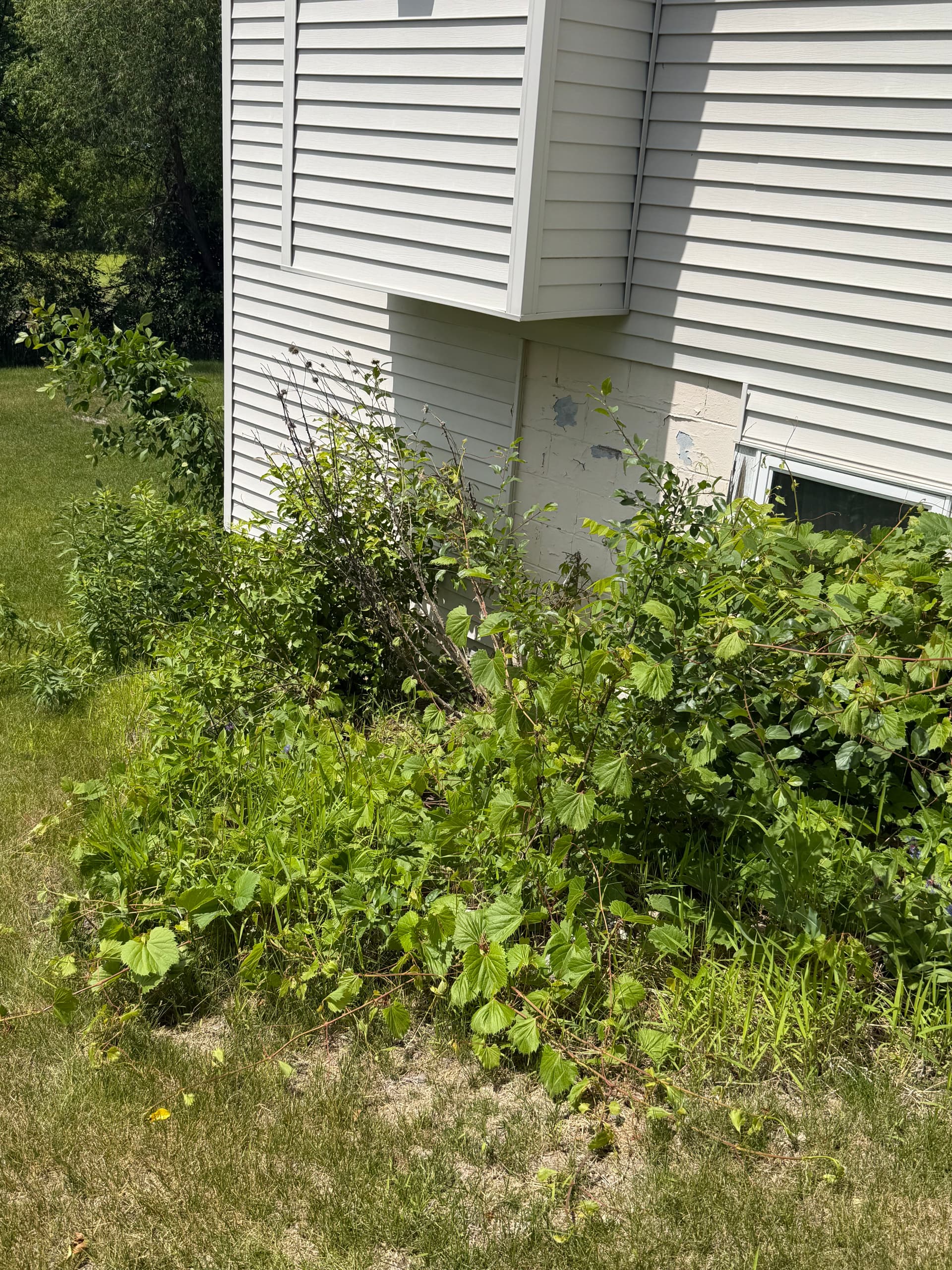 Gallery photos for Overgrown Beds Cleaned Out and Rebuilt for Low-Maintenance Living: Image #1