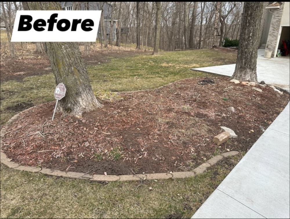 Before landscaping: bare garden bed with mulch around two trees and lawn area in background.