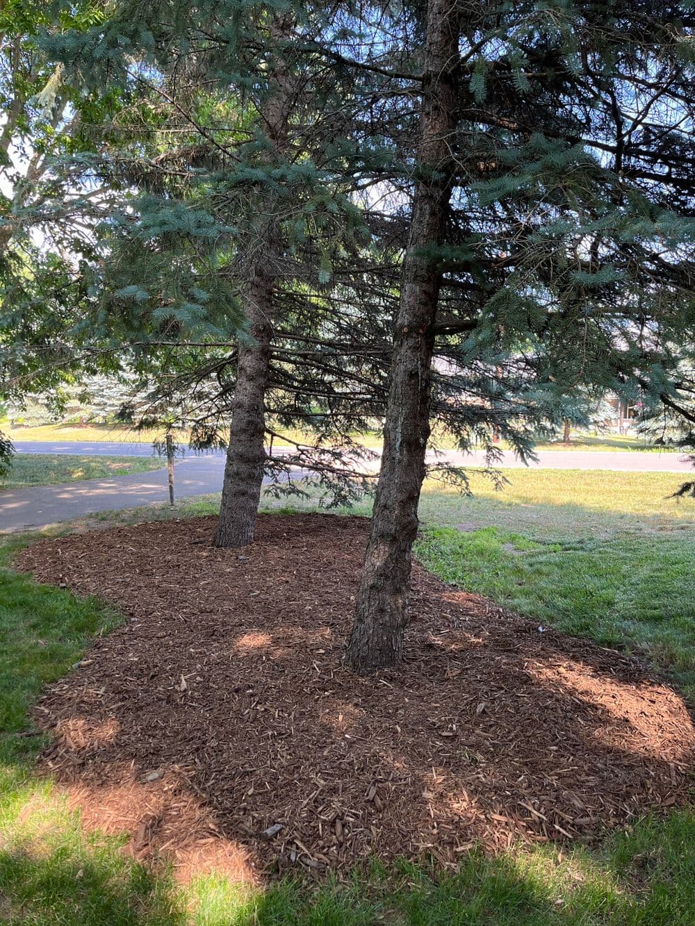 Two evergreen trees surrounded by mulch in a grassy park area.