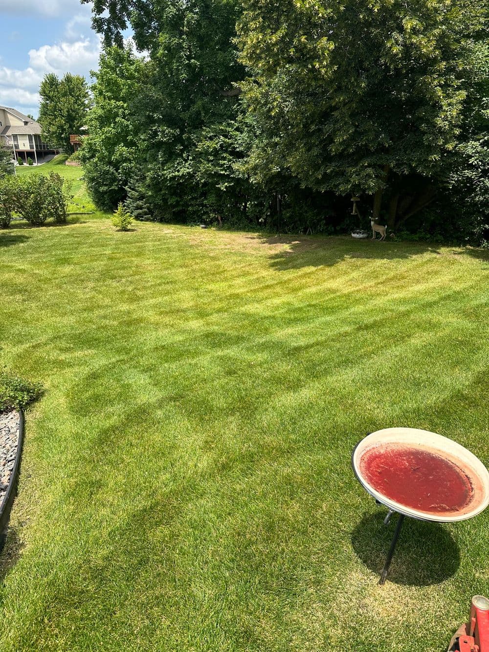 Vibrant green lawn with striped patterns, birdbath in foreground, trees and house in background.