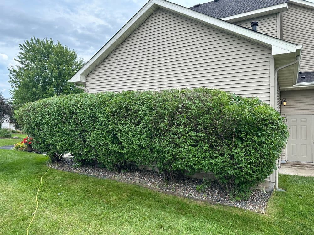 Lush green hedge along a house's side, enhancing the property's curb appeal.
