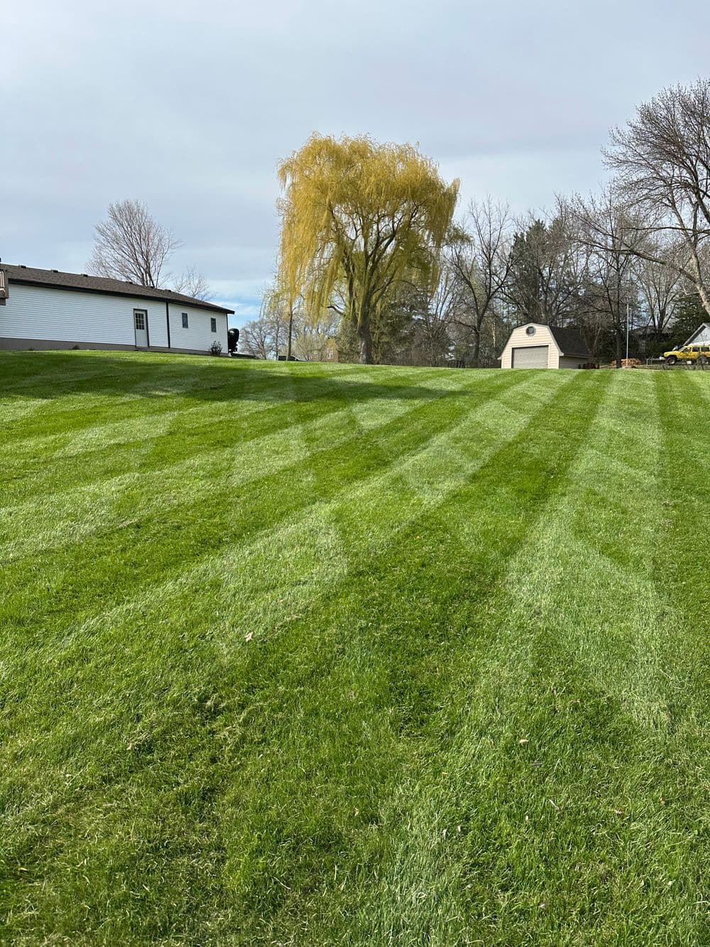 Lush green lawn with striped mowing patterns and a willow tree in the background.