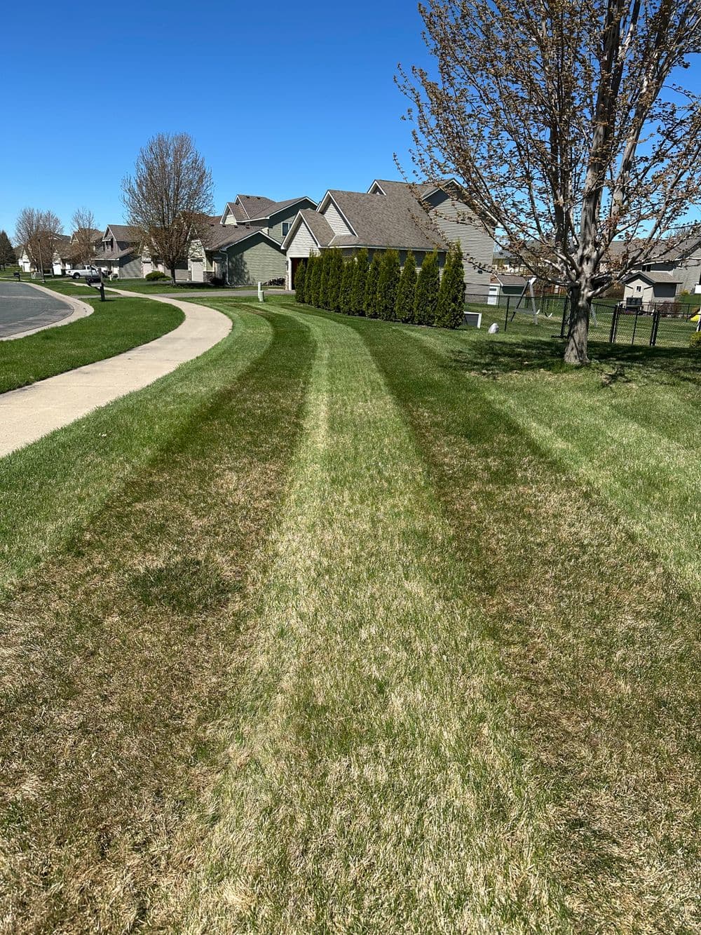 Lawn with contrasting green and brown stripes along a residential sidewalk on a sunny day.