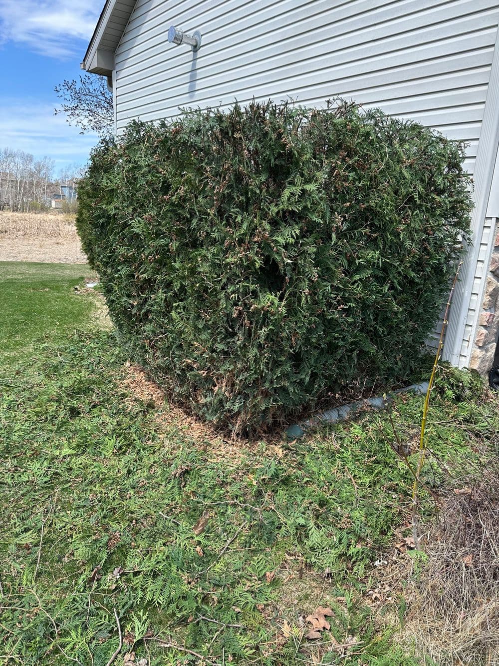 Lush green shrub near house with trimmed grass and clearing in background.