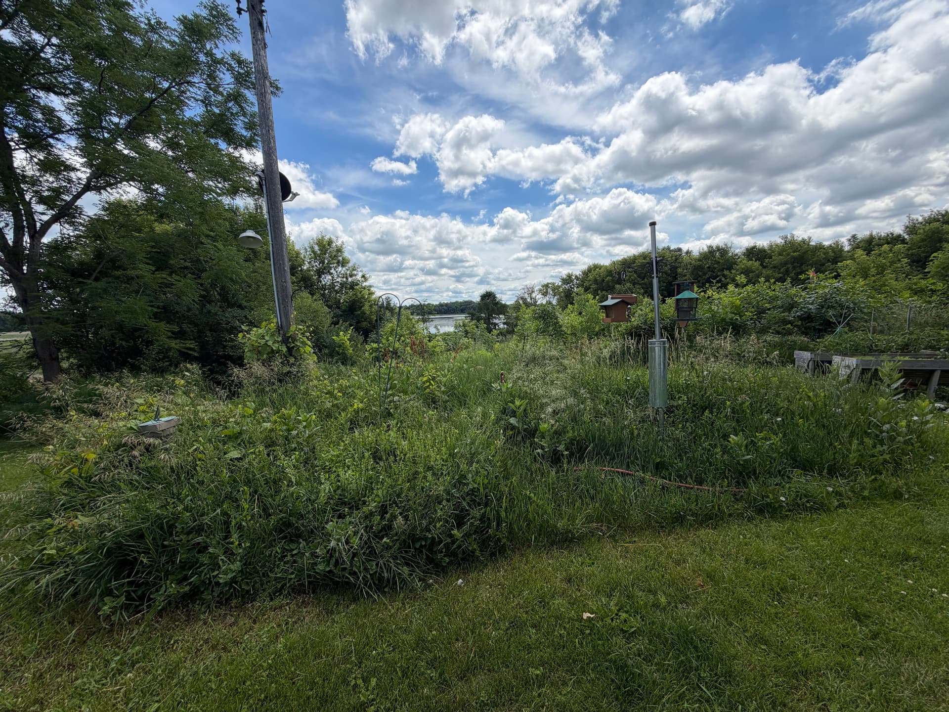 Gallery photos for Overgrown Landscape Cleaned Up and Completely Rebuilt: Image #1