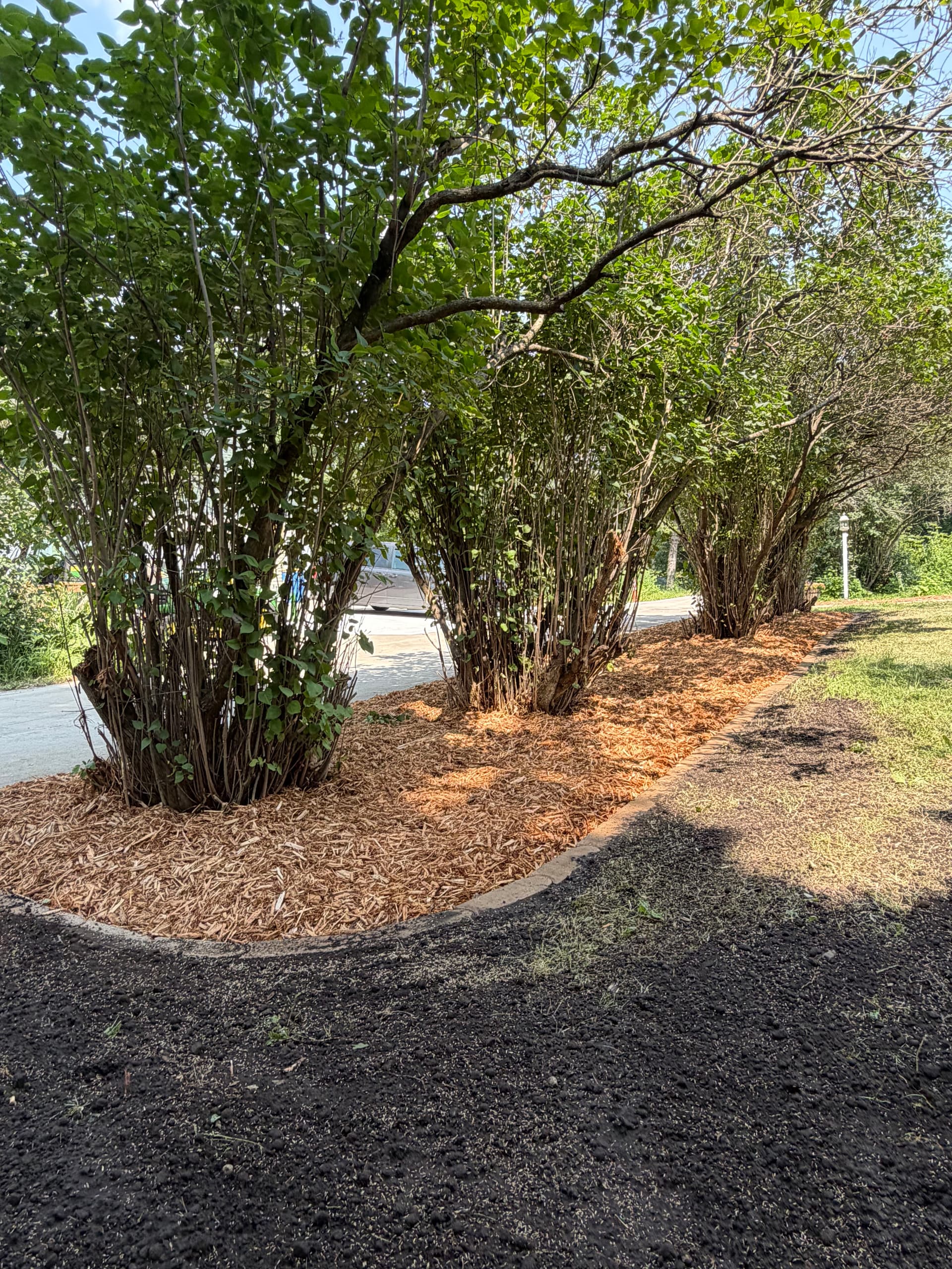 Gallery photos for Overgrown Landscape Cleaned Up and Completely Rebuilt: Image #4