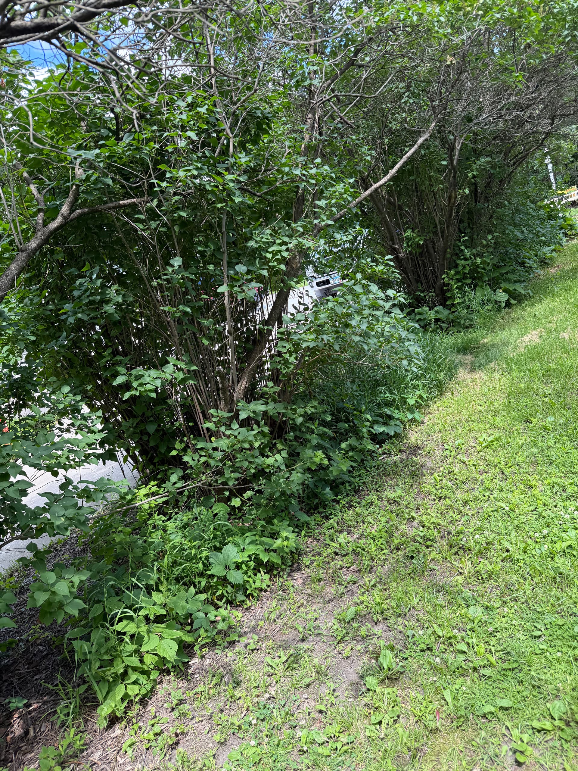 Gallery photos for Overgrown Landscape Cleaned Up and Completely Rebuilt: Image #5